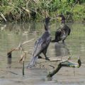 Phalacrocorax carbo